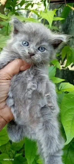 Persian Cats