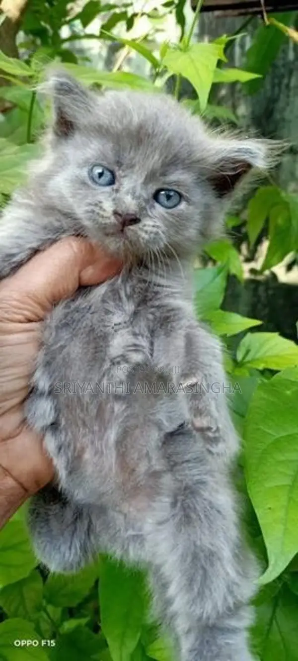 Persian Cats