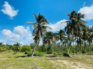 Coconut Land for Sale in Puttalam