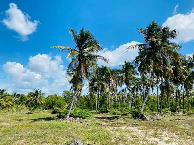 Coconut Land for Sale in Puttalam