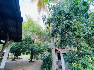 Coconut Land for Sale in Puttalam