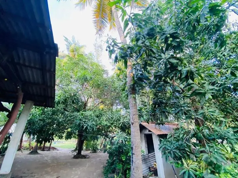 Coconut Land for Sale in Puttalam
