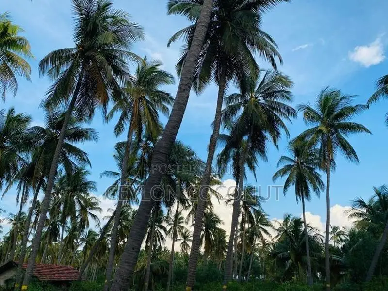 Coconut Land for Sale in Puttalam