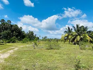Coconut Land for Sale in Puttalam