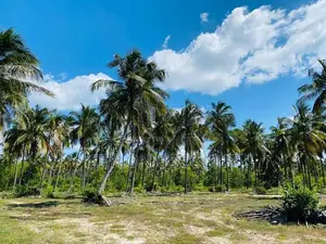Coconut Land for Sale in Puttalam