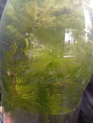 Hydrilla Aquarium Plant