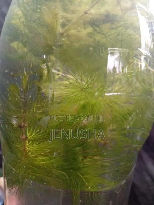 Hydrilla Aquarium Plant