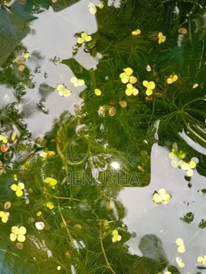 Hydrilla Aquarium Plant