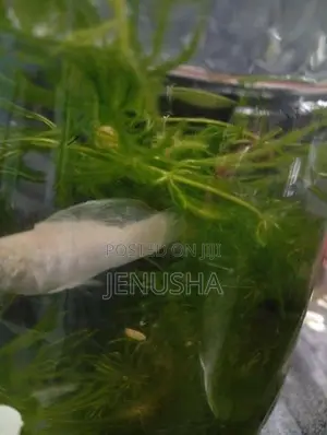 Hydrilla Aquarium Plant