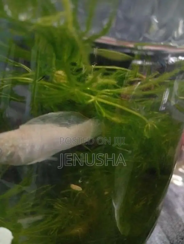 Hydrilla Aquarium Plant