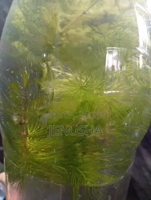 Hydrilla Aquarium Plant