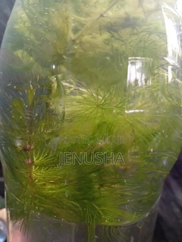 Hydrilla Aquarium Plant