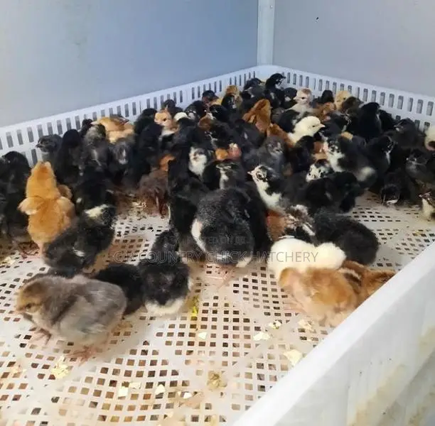 ගම් කිකිලි පැටවු