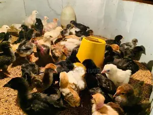 ගම් කිකිලි පැටවු
