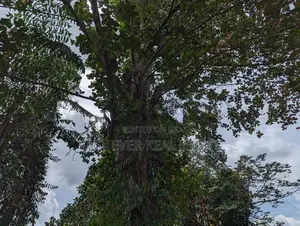 වැලිවේරියේ නව නුවර පාරට ලග වටිනා ඉඩමක්