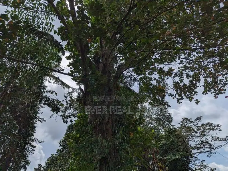 වැලිවේරියේ නව නුවර පාරට ලග වටිනා ඉඩමක්