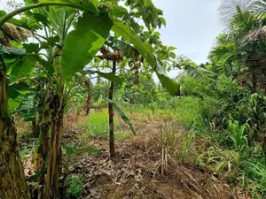 මීරිගම – කොස්ඇටදෙනිය වටිනා ඉඩම