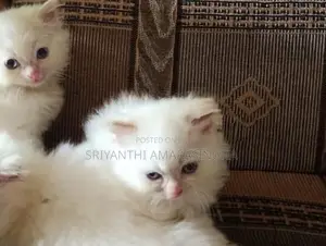 Persian Cat