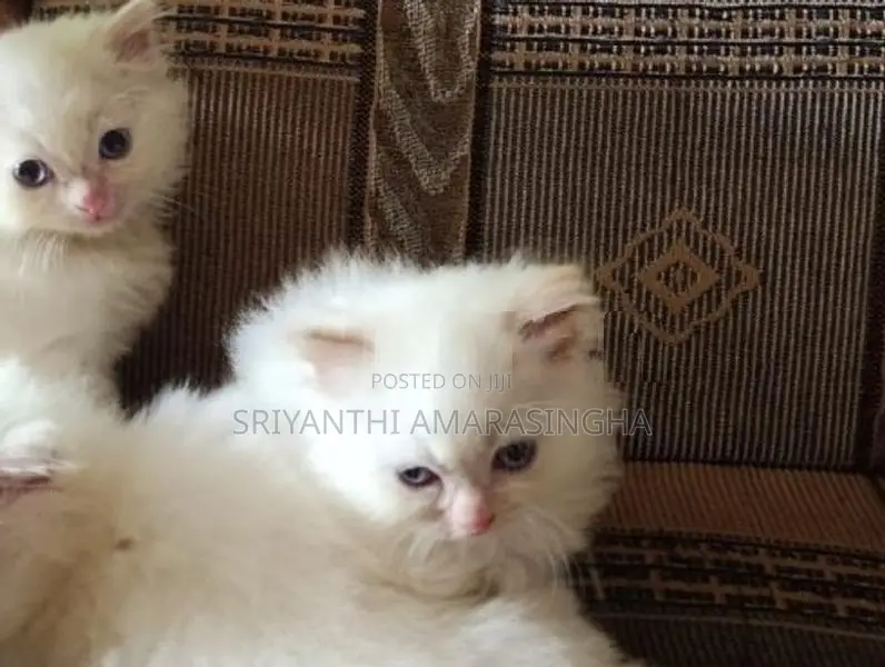 Persian Cat