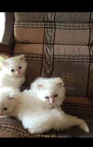 Persian Cat