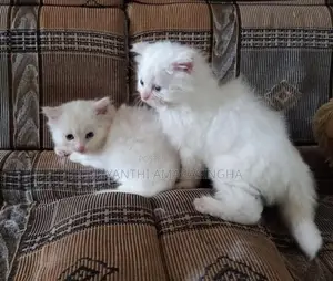 Persian Cat