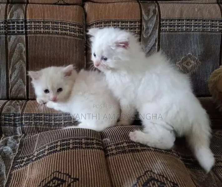 Persian Cat