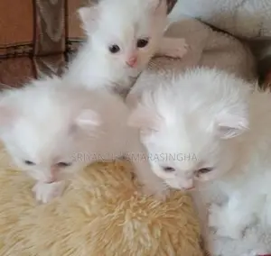 Persian Cat