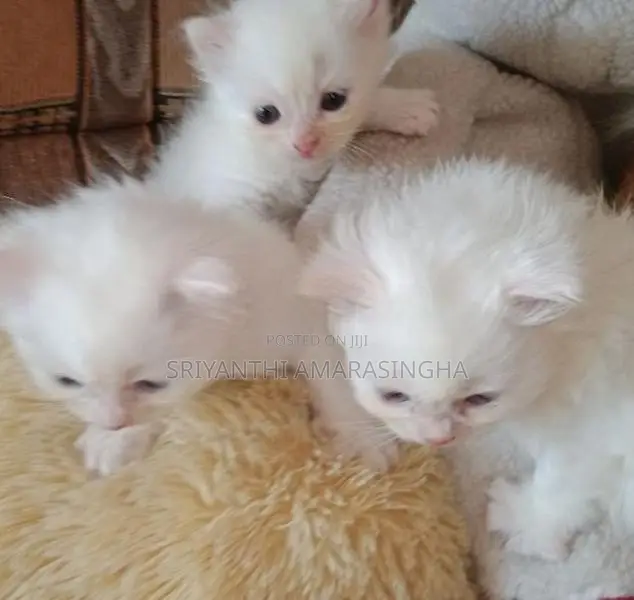 Persian Cat