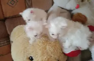 Persian Cat