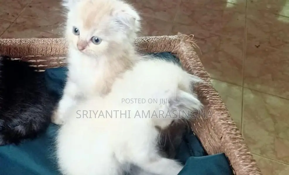 persian kittens