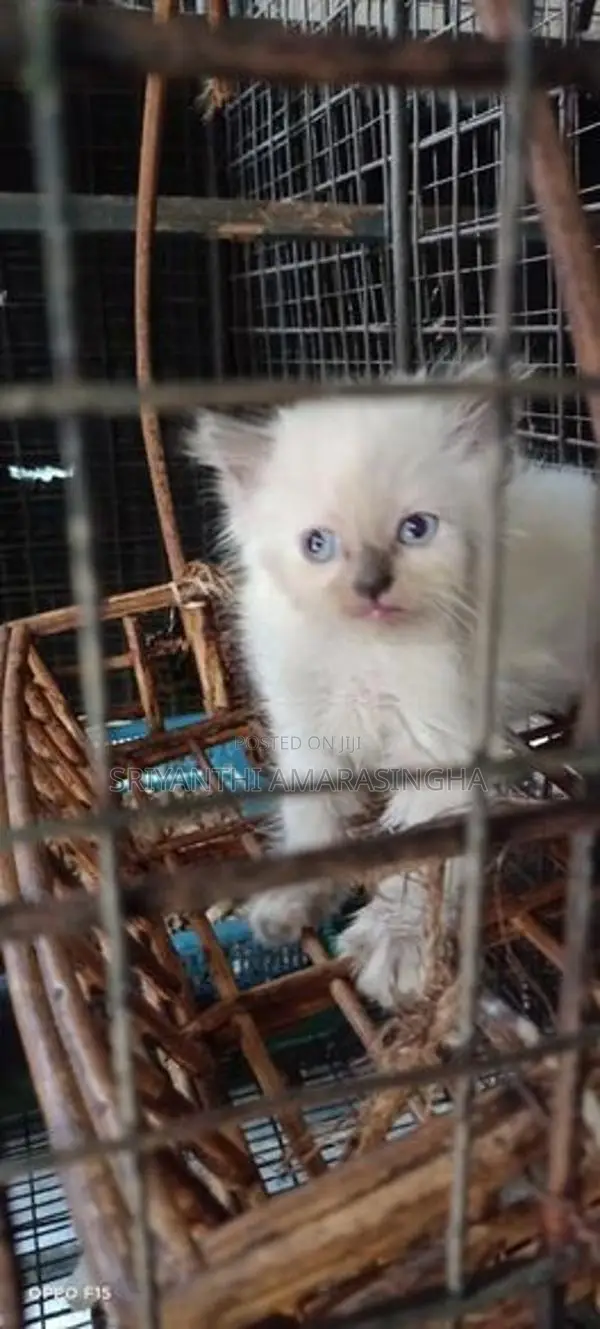 persian kittens