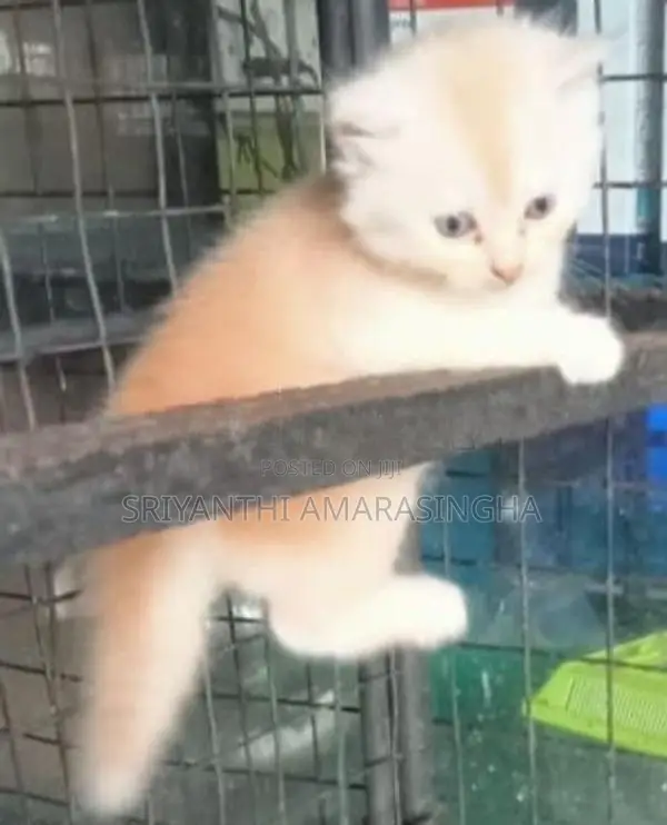 persian kittens