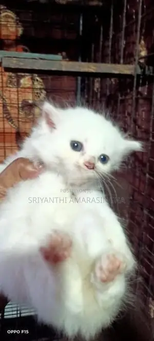 persian kittens