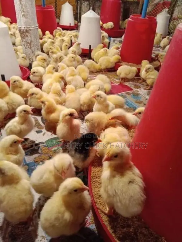 හයිබ්‍රිඩ් කුකුල් පැටව්