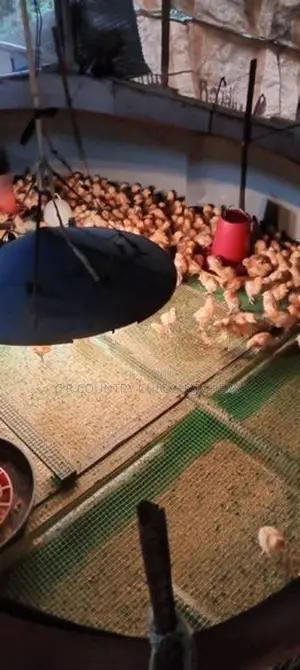 හයිබ්‍රිඩ් කුකුල් පැටව්