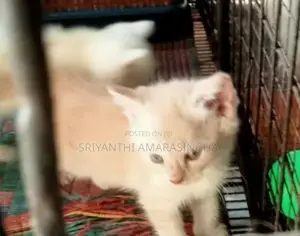 persian cats