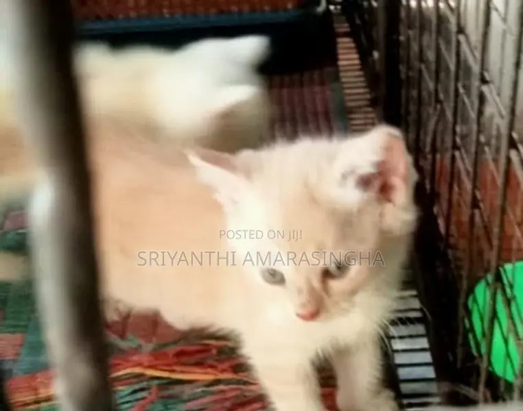 persian cats