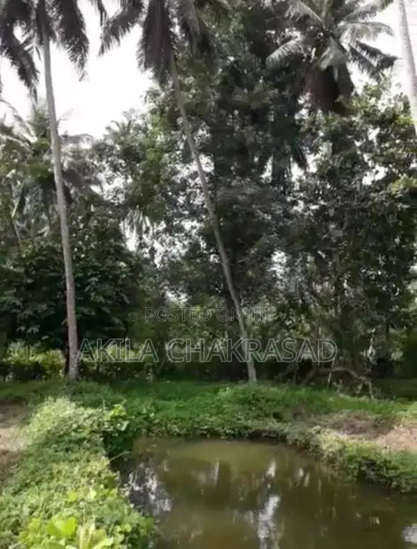 2 Acars Coconut Land in Negombo Dunagaha for Sale