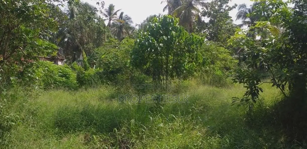 Dankotuwa Haldanduwana 60 Perches Land For Sale