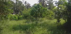 Dankotuwa Haldanduwana 60 Perches Land For Sale