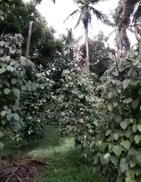 2 Acars Coconut Land in Negombo Dunagaha for Sale