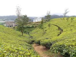Valuable Land for Sale Nuwara Eliya