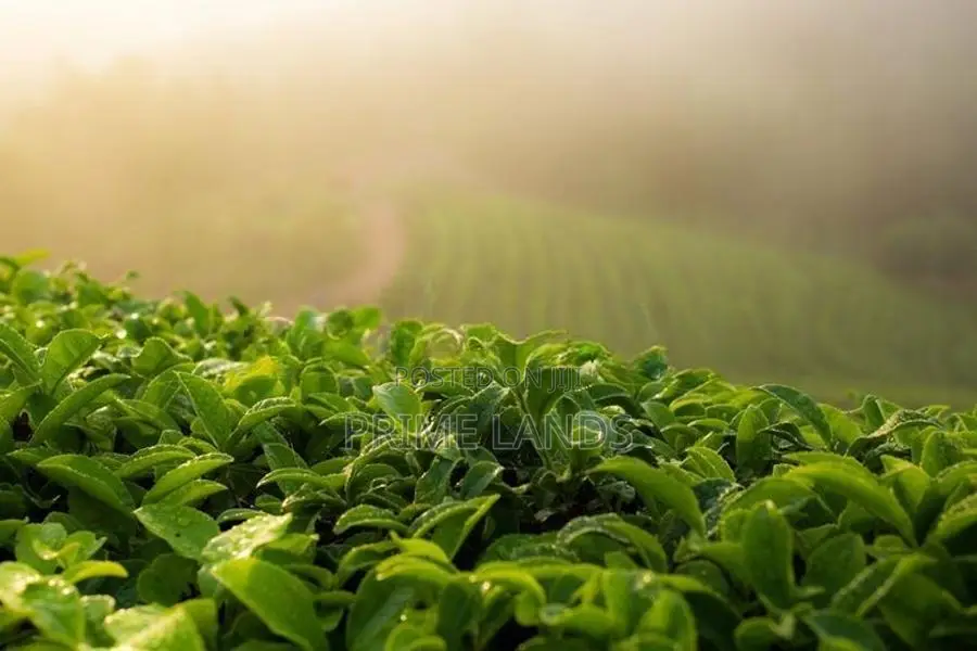 Land for sale Nuwara Eliya Road