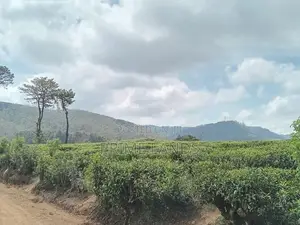 Valuable Land for Sale Nuwara Eliya