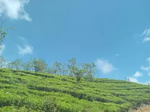 Valuable Land for Sale Nuwara Eliya