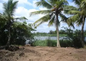 Panadura Hirana Bolgoda River Facing Land For Sale ( RL - 599)