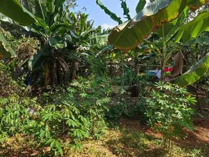 නිට්ටඹුව කිරිඳිවැල 182 බස් මාර්ගයට මායිම් ව්‍යාපාරික ඉඩමක්