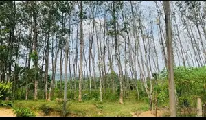 LAND FOR SALE IN PUGODA (SP1073)