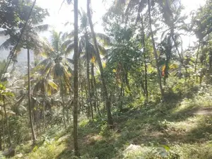 COCONUT LAND FOR SALE IN KURUNAGALA (SP459)
