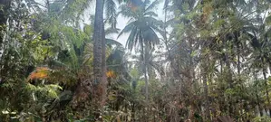 COCONUT LAND FOR SALE IN KURUNAGALA (SP459)